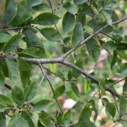 Ulmus szechuanica (Sichuan Elm), bark, branch