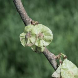 Ulmus rubra (Slippery Elm), fruit, mature