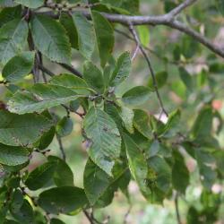 Ulmus szechuanica (Sichuan Elm), leaf, fall