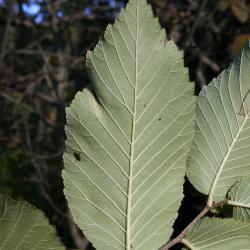 Ulmus rubra (Slippery Elm), leaf, lower surface