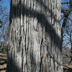 Ulmus rubra (Slippery Elm), bark, mature
