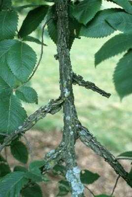 Ulmus thomasii (Rock Elm), bark, twig