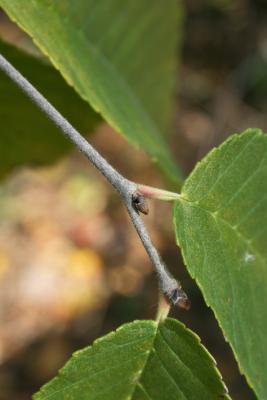 Ulmus rubra (Slippery Elm), bud, lateral