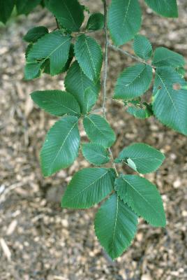 Ulmus thomasii (Rock Elm), leaf, summer