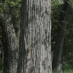 Ulmus rubra (Slippery Elm), bark, trunk