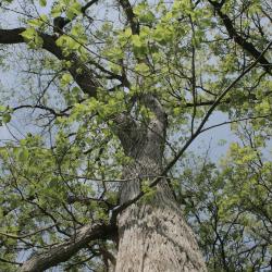 Ulmus rubra (Slippery Elm), bark, trunk