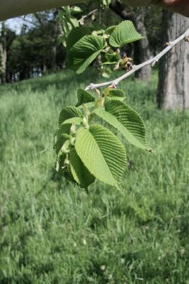 Ulmus rubra (Slippery Elm), leaf, spring