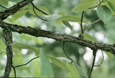Ulmus thomasii (Rock Elm), bark, branch