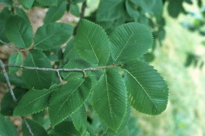 Ulmus thomasii (Rock Elm), leaf, summer