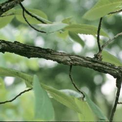 Ulmus thomasii (Rock Elm), bark, branch