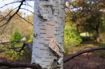 Betula forrestii (Forrest's Birch), bark, mature