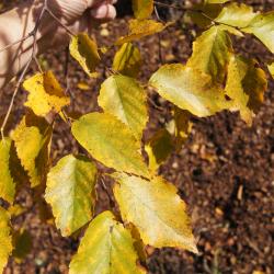 Betula davurica (Dahurian Birch), leaf, fall