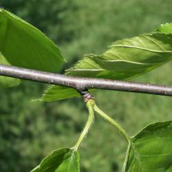 Betula lenta (Sweet Birch), bark, twig