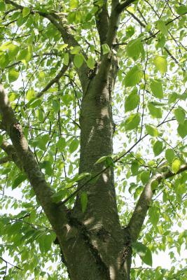 Betula lenta (Sweet Birch), bark, branch