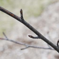 Betula 'Madison' (WHITE SATIN™ Birch), bark, twig