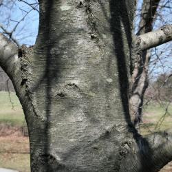 Betula uber (Virginia Round-leaved Birch), bark, trunk
