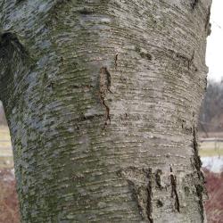 Betula lenta (Sweet Birch), bark, mature