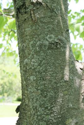 Betula lenta (Sweet Birch), bark, branch