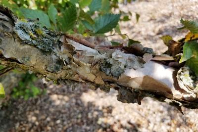 Betula nigra 'Little King' (FOX VALLEY® River Birch), bark, mature