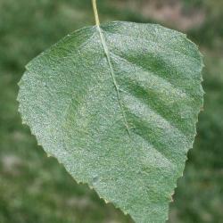 Betula pendula (European White Birch), leaf, upper surface