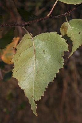 Betula papyrifera (Paper Birch), leaf, lower surface