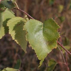 Betula papyrifera (Paper Birch), leaf, upper surface
