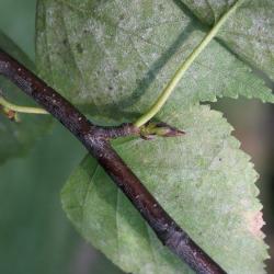Betula pendula (European White Birch), bud, terminal