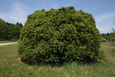 Betula nigra 'Little King' (FOX VALLEY® River Birch), habit, spring