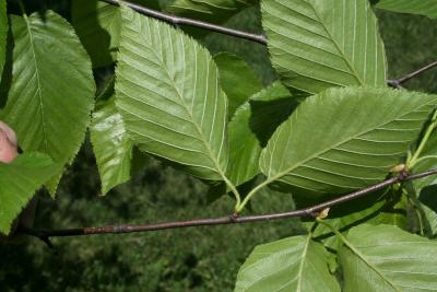 Betula lenta (Sweet Birch), leaf, lower surface