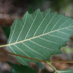Betula nigra (River Birch), leaf, lower surface