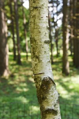 Betula pendula (European White Birch), bark, mature