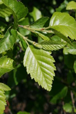 Betula nigra 'Little King' (FOX VALLEY® River Birch), leaf, upper surface