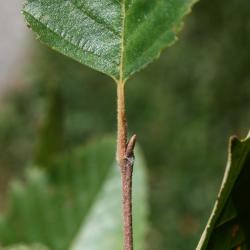 Betula nigra (River Birch), bud, terminal