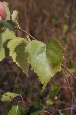 Betula papyrifera (Paper Birch), leaf, upper surface
