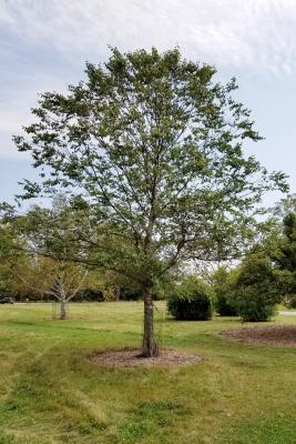 Betula nigra 'BNMTF' (DURA-HEAT® River Birch), habit, summer