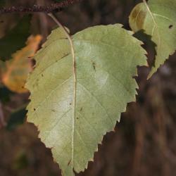 Betula papyrifera (Paper Birch), leaf, lower surface
