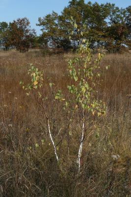 Betula papyrifera (Paper Birch), habitat