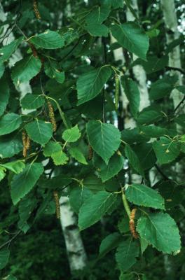 Betula papyrifera (Paper Birch), leaf, summer