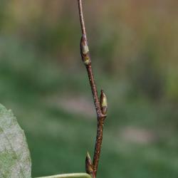 Betula pendula (European White Birch), bud, lateral