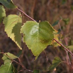 Betula papyrifera (Paper Birch), leaf, fall