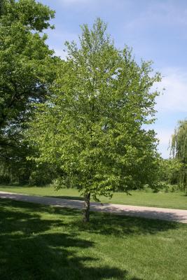 Betula lenta (Sweet Birch), habit, spring