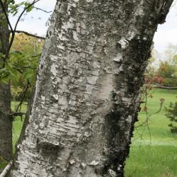 Betula papyrifera (Paper Birch), bark, mature
