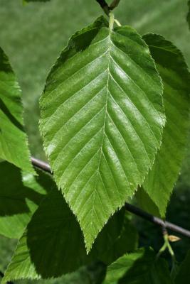 Betula lenta (Sweet Birch), leaf, upper surface