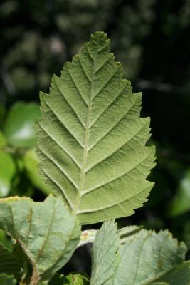 Betula nigra 'Little King' (FOX VALLEY® River Birch), leaf, lower surface