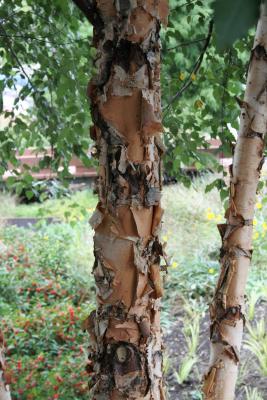 Betula nigra (River Birch), bark, mature