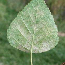 Betula pendula (European White Birch), leaf, lower surface