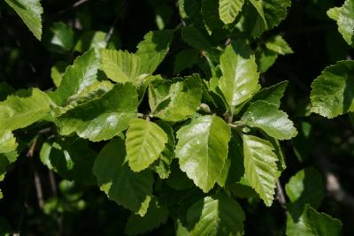 Betula nigra 'Little King' (FOX VALLEY® River Birch), leaf, spring
