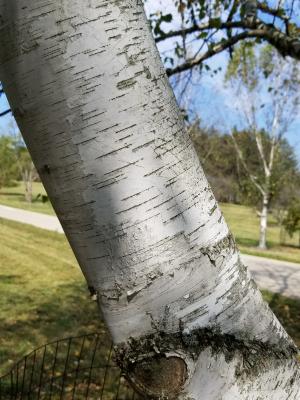Betula papyrifera (Paper Birch), bark, trunk