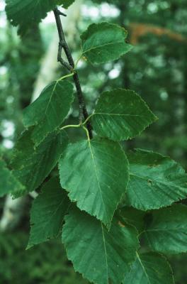 Betula papyrifera (Paper Birch), leaf, summer