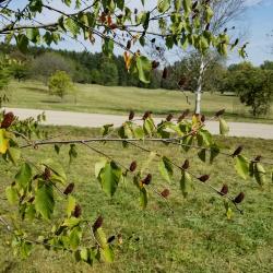 Betula lenta (Sweet Birch), fruit, mature